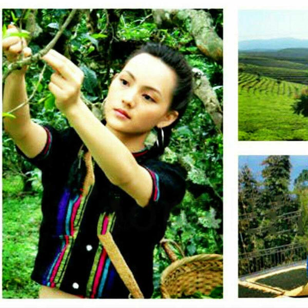 15 Flavors Natural Chinese Tea Oolong Black Green Milk Oolong Ginseng Flower Tea