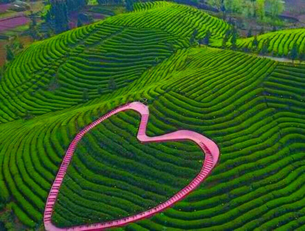 15 Flavors Natural Chinese Tea Oolong Black Green Milk Oolong Ginseng Flower Tea