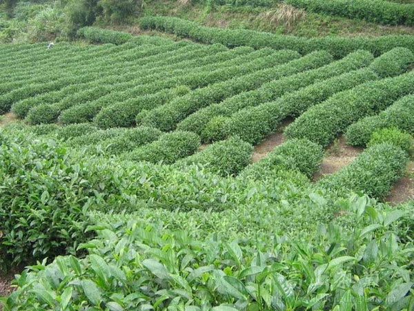 15 Flavors Natural Chinese Tea Oolong Black Green Milk Oolong Ginseng Flower Tea